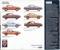 1980 Mustang Body Style and Option Groups